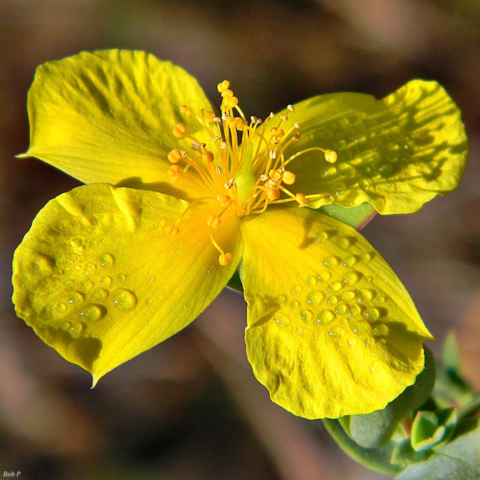 a flowering medicinal herb