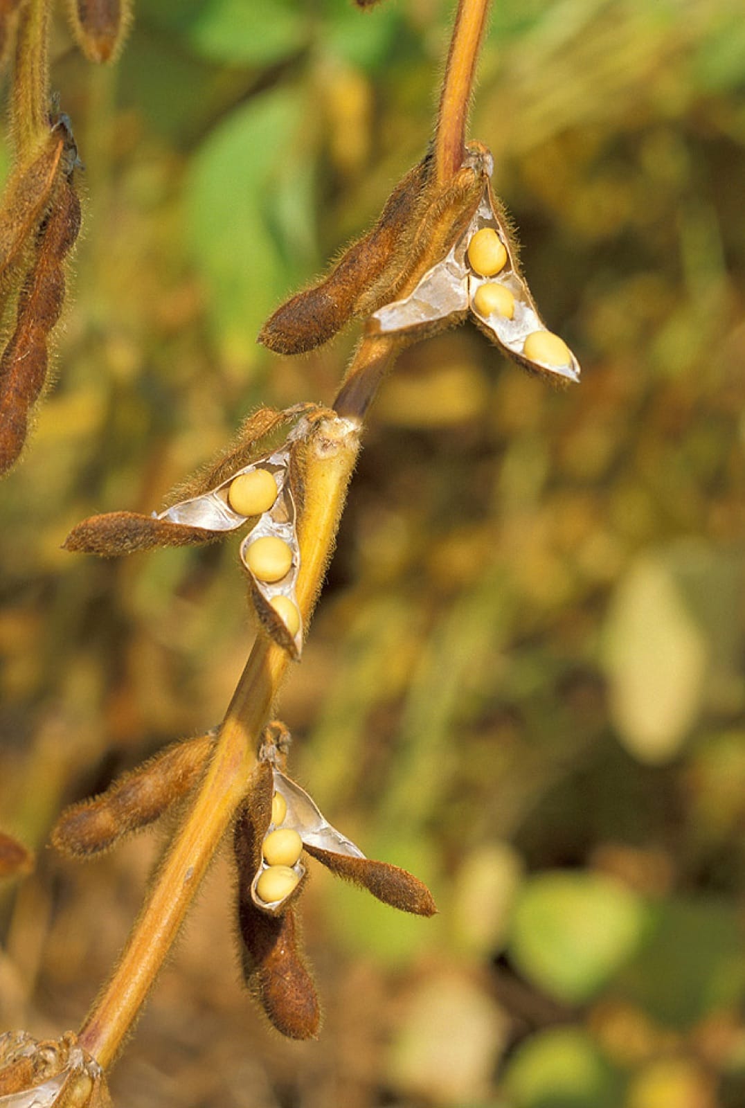Soy and botanical ingredients — the phytoestrogen base of the legacy category